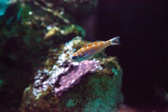 Orange and white striped Catalina Goby Lythrypnus dalli
