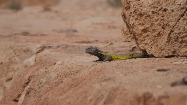 Moroccan Spiny-tailed lizard laying in the sun around Meski in Morocco, Africa
