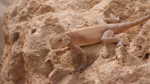 Desert Agama on a rock around Meski in Morocco, Africa