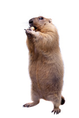 The bobak or steppe marmot on white background