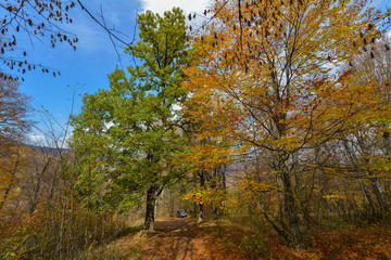 Colorful stunning autumn forest landscape in October