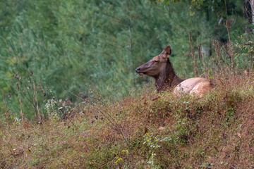 Fototapeta premium Cow Elk on hill
