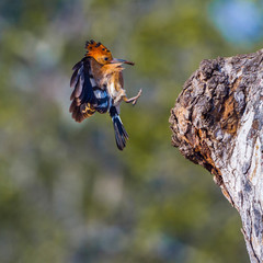 African hoopoe in Kruger National park, South Africa ; Specie Upupa africana family of Upupidae