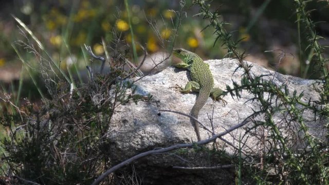 Ocellated lizard on a rock in Sil Canyon Spain