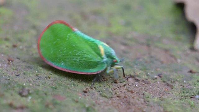 A planthopper on the ground around Sala Falls in Guinea, Africa