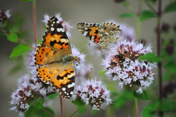 butterflies on a flower
