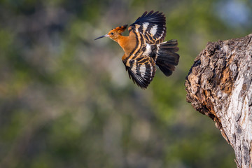 African hoopoe in Kruger National park, South Africa ; Specie Upupa africana family of Upupidae