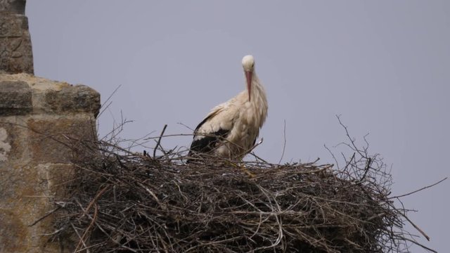 Stork on his nest in Fago Spain