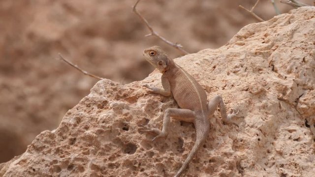 Desert Agama on a rock around Meski in Morocco, Africa