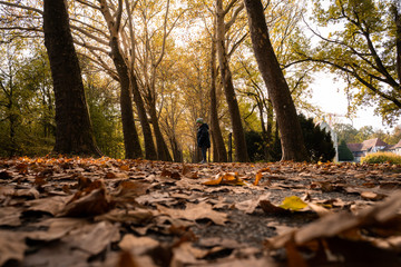 Kind , Herbst im Park am Wasser und Schloss. Große, alte Bäume am Graben