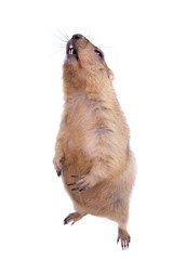 The bobak or steppe marmot on white background