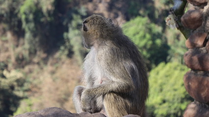 Zambian Baboon