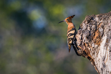 African hoopoe in Kruger National park, South Africa ; Specie Upupa africana family of Upupidae