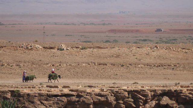 Farmers and donkey carrying grass around Meski in Morocco, Africa