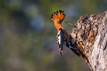 African hoopoe in Kruger National park, South Africa ; Specie Upupa africana family of Upupidae