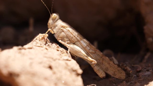 African Grasshopper on a rock in Meski, Morocco, Africa