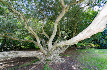 Tristaniopsis Laurina Close