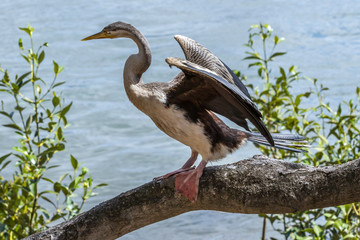 Australasian Darter
