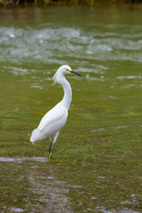 Ardea alba