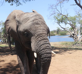 Zambezi Elephant