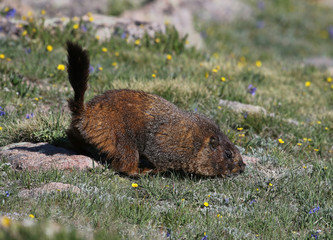 A yellow-bellied marmot (Marmota flaviventris) standing in a high elevation meadow.  Shot in Rocky Mountain National Park, Colorado, USA, just off of the Trail Ridge Road.