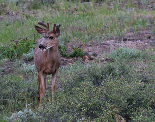 A Mule Deer (Odocoileus hemionus) feeding on grass.  Shot in Rocky Mountain National Park, Colorado.