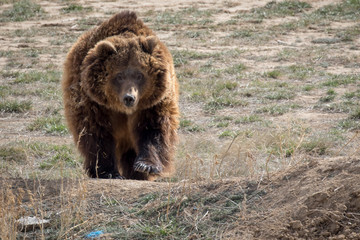 Big Bear