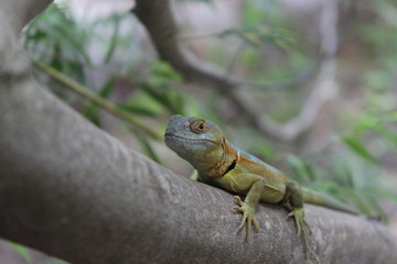 reptil 2