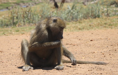 Zambian Baboon