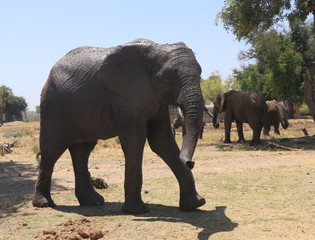 Zambian Elephant