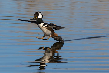 Merganser Landing