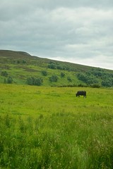 A Black Angus bull grazing on a hillside farm in the Highlands of Scotland.