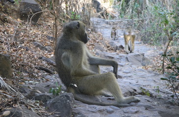 Zambian Baboon