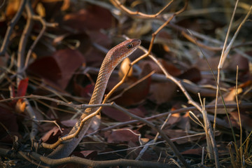 Fototapeta premium Cape house snake in Kruger National park, South Africa ; Specie Boaedon capensis family of Lamprophiidae
