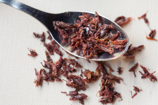 Spoon of chapulines, toasted grasshoppers