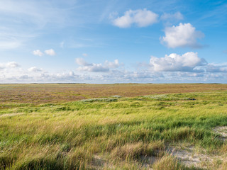 Salt marshes with sand couch and marram grass and sea lavender in nature reserve Boschplaat on island Terschelling, Netherlands