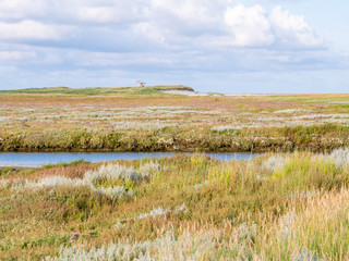 Salt marshes with stream and sea lavender in nature reserve Boschplaat on island Terschelling, Netherlands