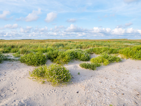 European searocket, Cakile maritima, growing on beach and salt marshes in nature reserve Boschplaat on Terschelling, Netherlands