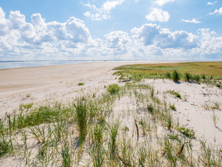 View of dunes with marram grass, salt marsh, beach and Waddensea from Frisian island Schiermonnikoog, Netherlands