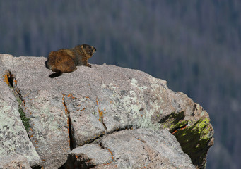 A yellow-bellied marmot (Marmota flaviventris) resting on a granite outcropping.  Shot in Rocky Mountain National Park, Colorado, USA, just off of the Trail Ridge Road.