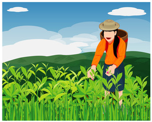 agriculturist harvest tea leave in field vector design