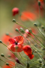 red and white flowers