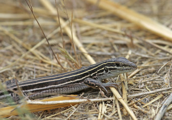 Six-lined Racerunner (Aspidoscelis sexlineata) on a path, shot in Highline Lake State Park, Mesa County, Colorado.