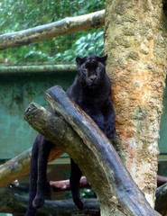 Black panther (Panthera pardus) sitting on tree branch,  also known as black jaguars (Panthera onca).