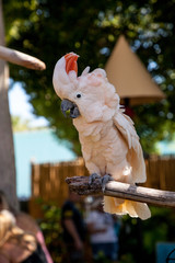 Salmon-crested cockatoo Cacatua moluccensis is endemic to the Seram archipelago © SailingAway
