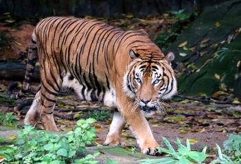 Tiger (Panthera tigris) intensely looking towards the camera in a hunting position.
