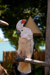 Salmon-crested cockatoo Cacatua moluccensis is endemic to the Seram archipelago © SailingAway