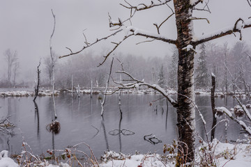 Snow storm in wetlands pond, snow blowing across camera