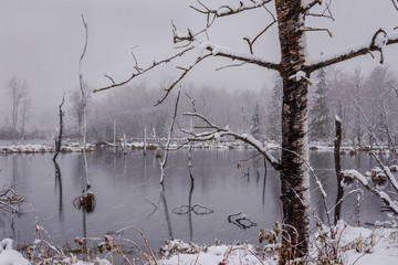 Obraz premium Snow storm in wetlands pond, snow blowing across camera