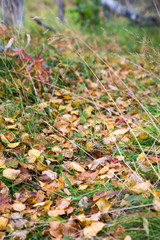 ノルウェイの秋の森